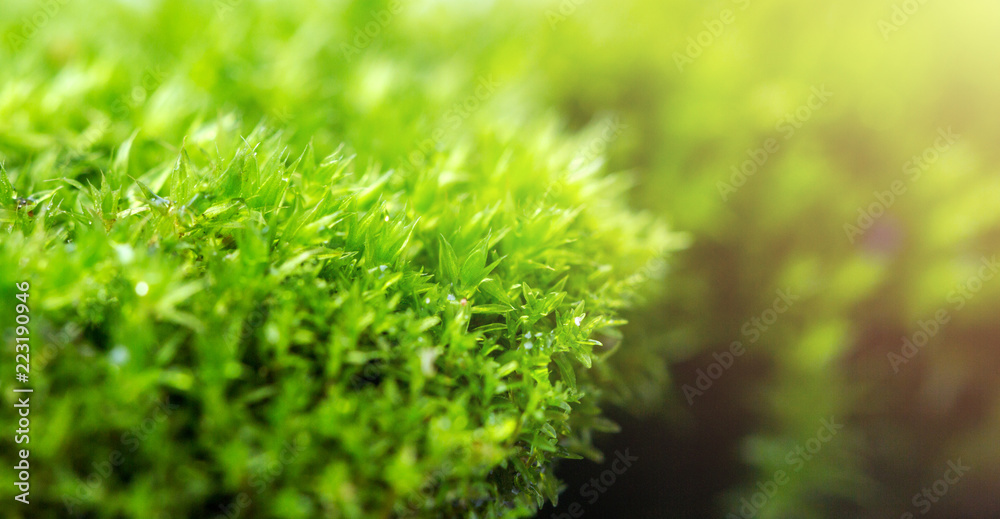Green moss isolated on white background close up.. Green moss isolated on white background close up..
