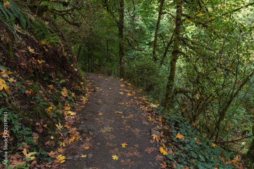 September foliage in Forest Park, Portland Oregon September foliage in Forest Park, Portland Oregon