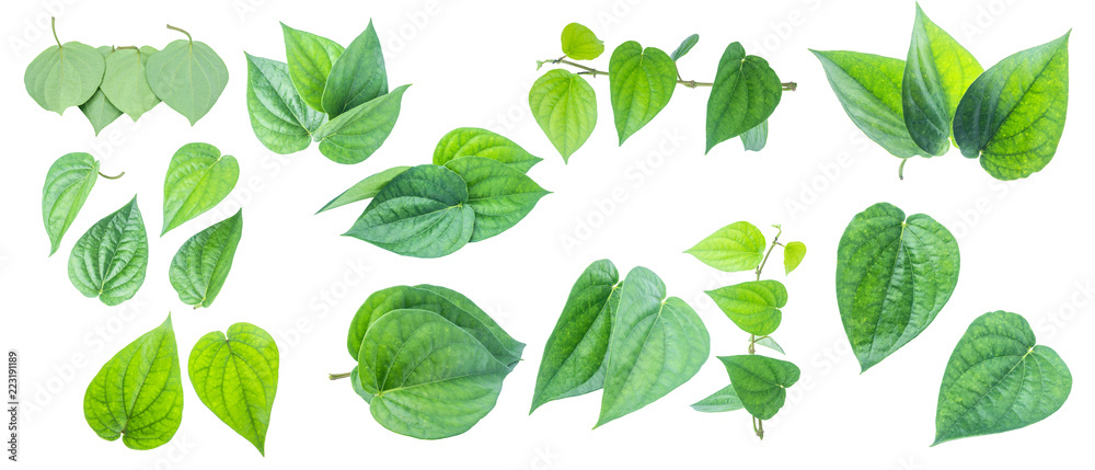 Green betel leaf isolated on the gray background with clipping path. Green betel leaf isolated on the gray background with clipping path.