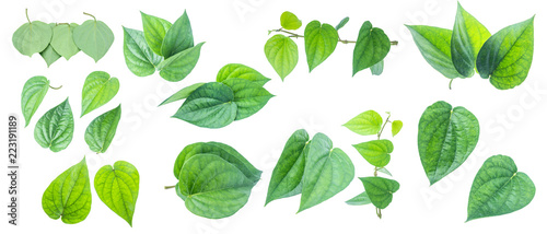 Green betel leaf isolated on the gray background with clipping path.