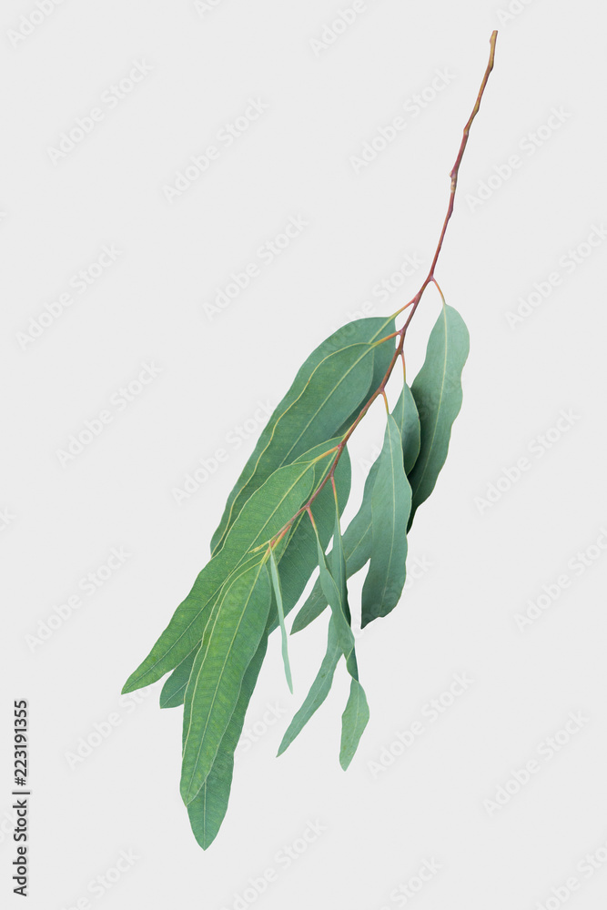 eucalyptus isolated on gray background with clipping path. eucalyptus isolated on gray background with clipping path.