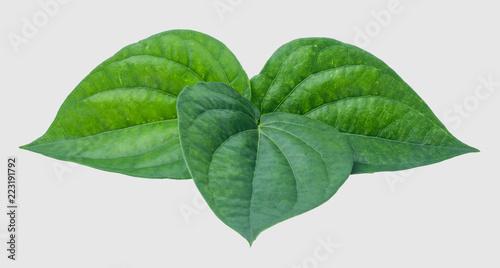 Photos Green betel leaf isolated on the gray background with clipping path