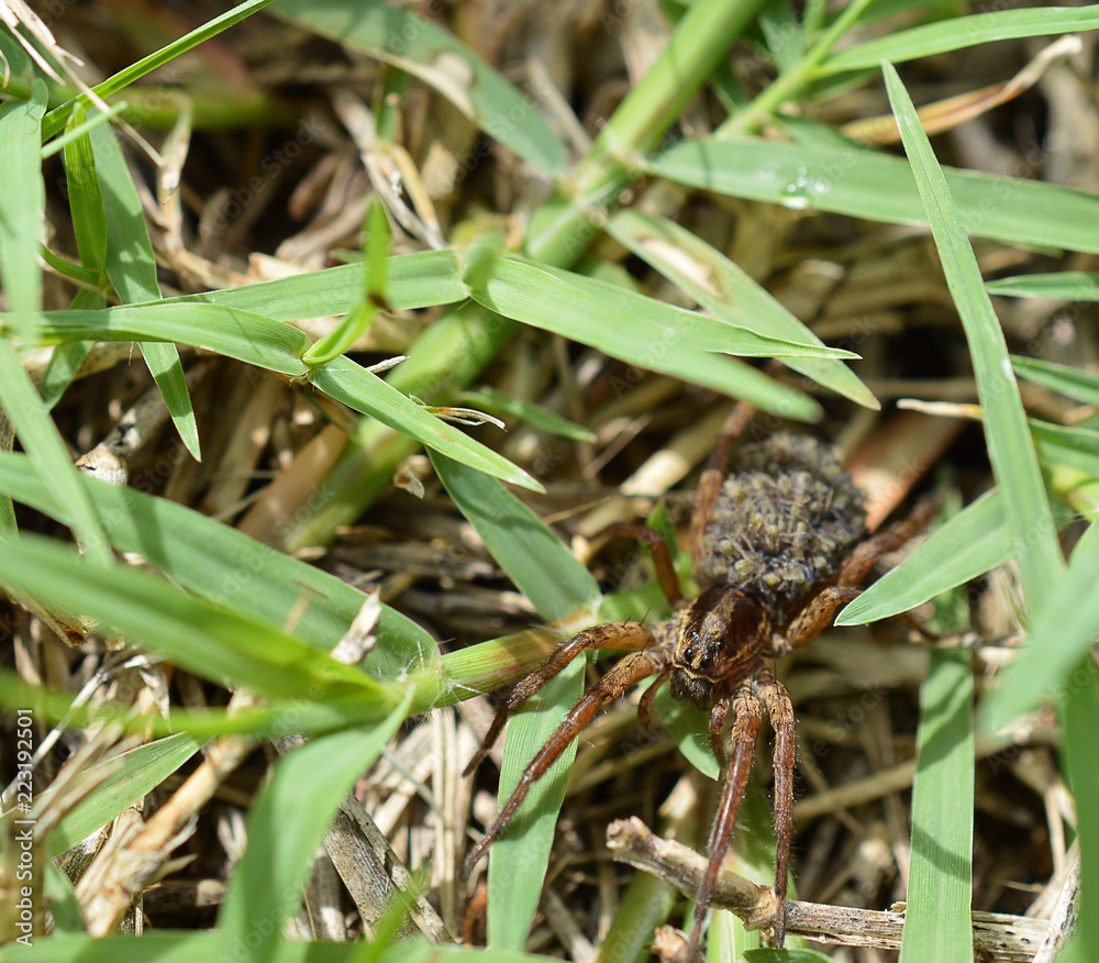 A brown wolf spider with babies on its back hiding in grass A brown wolf spider with babies on its back hiding in grass