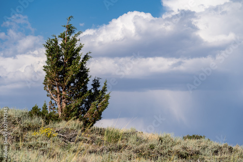 One lone tree stands by itself on a high desert hill in McGee Creek Canyon in Eastern Sierra California photo