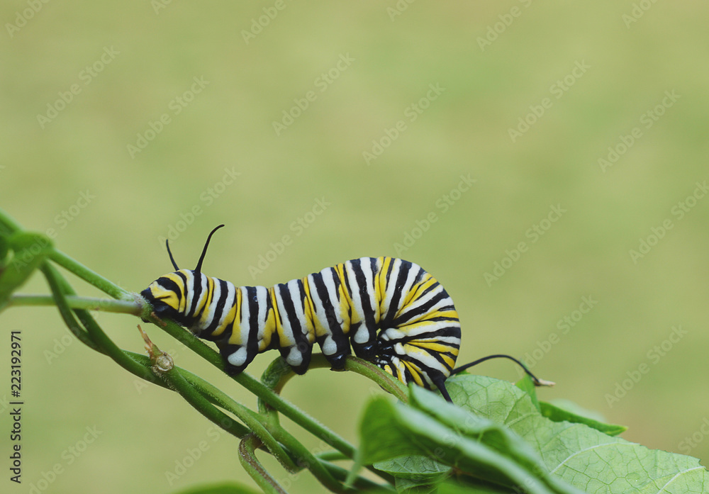 Monarch caterpillar outside in the fall