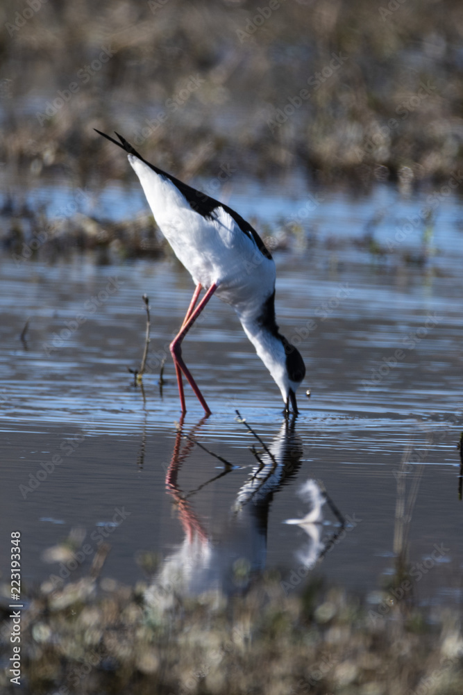 Obraz premium Tero Real