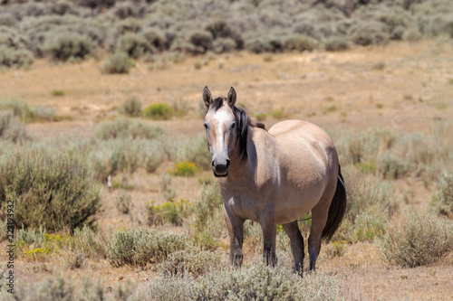 Wild Horse in the High Desert of Colorado © natureguy