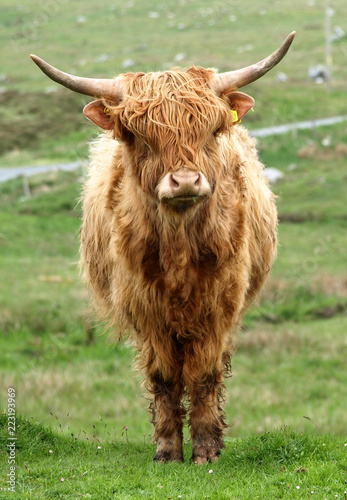 Highland cow