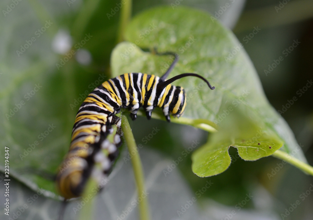 Close up of a Monarch caterpillar crawling on a green leaf