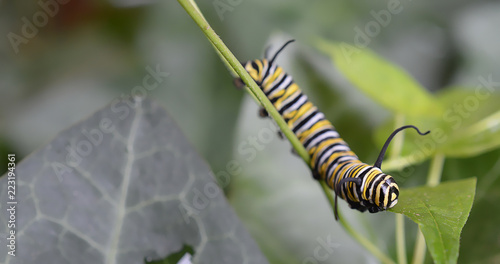 Close up of a Monarch caterpillar crawling on a steam of a green leaf