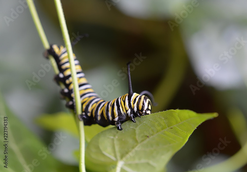 close up of a monarch butterfly caterpillar eating a leaf 