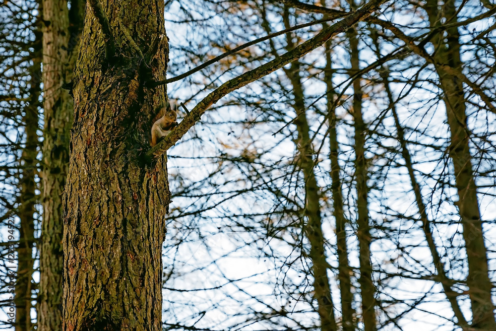 squirrel in a city park, winter squirrel in a city park, winter