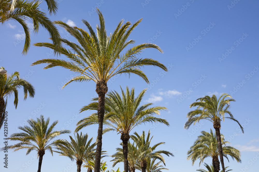 Palmen (Palmae), Benalmadena, Costa del Sol, Andalusien, Spanien, Europa