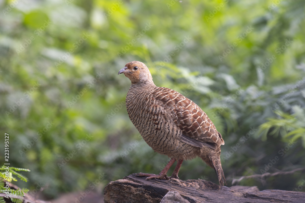Grey francolin