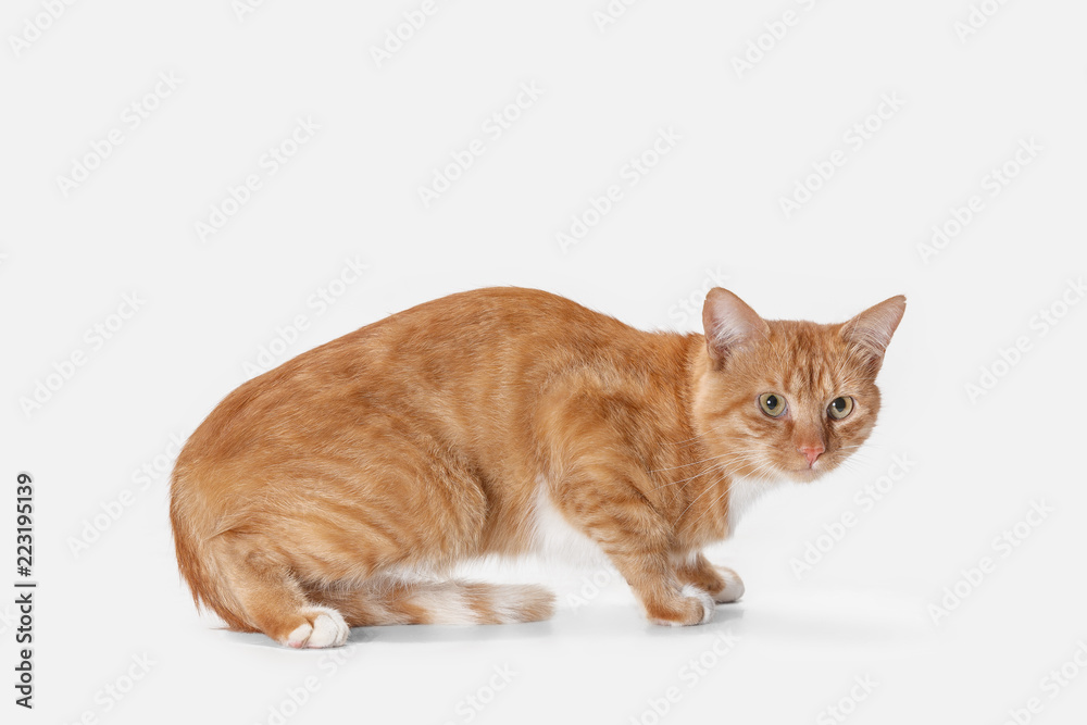The red serious cat isolated on a white background at studio. The animals emotions concept The red serious cat isolated on a white background at studio. The animals emotions concept