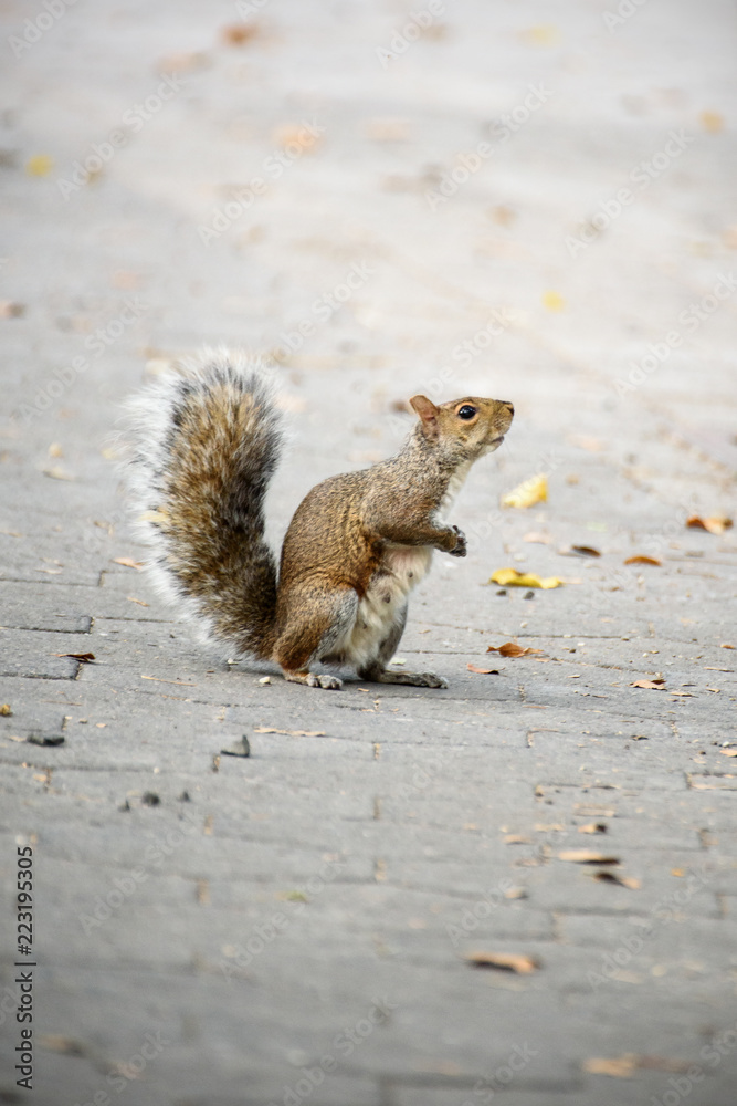 Fototapeta premium squirrel eating nut
