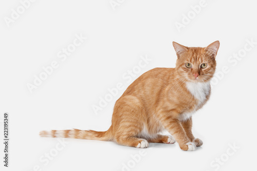 The red serious cat isolated on a white background at studio. The animals emotions concept