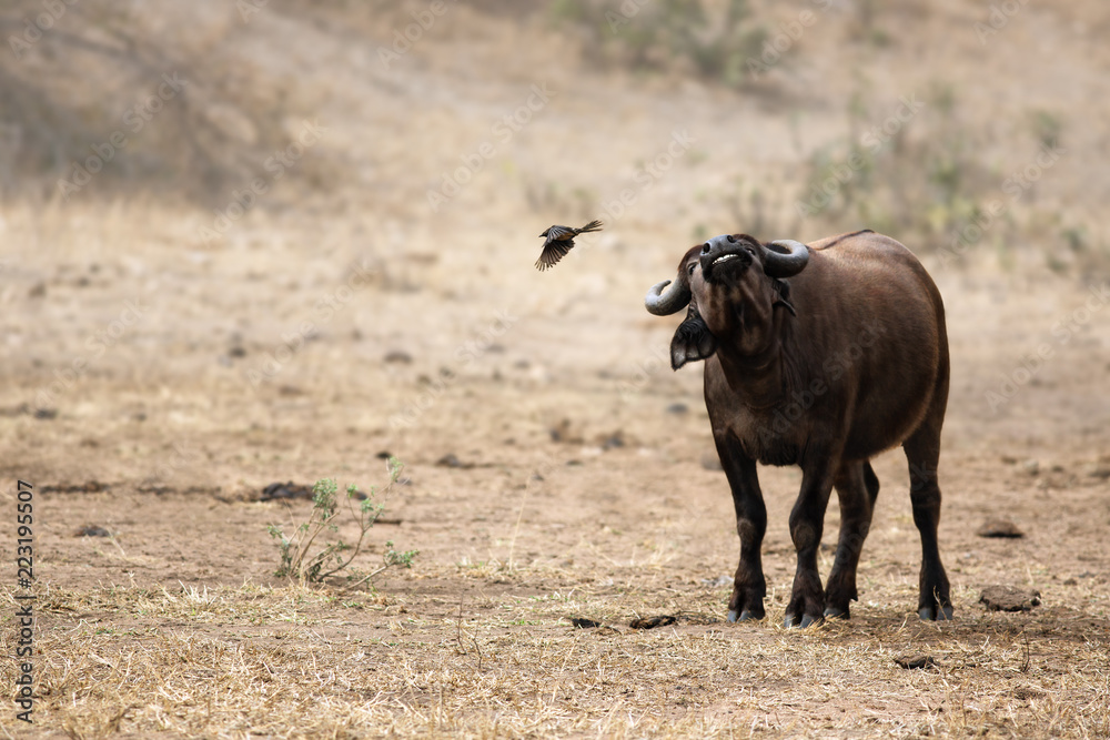 Young buffalo shaking off a bird landscape. Kruger National Park. Syncerus caffer