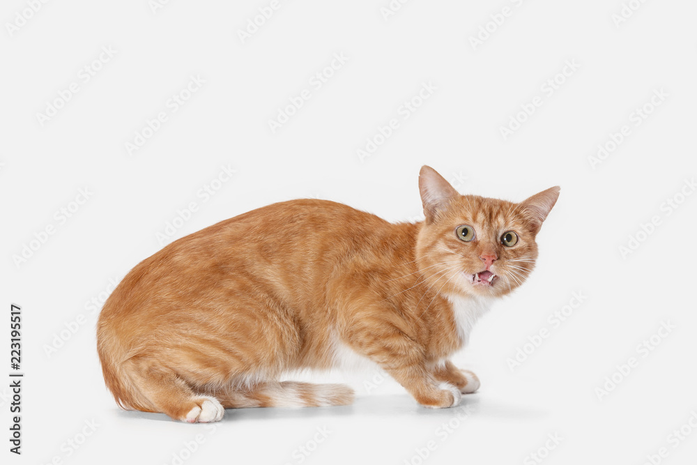 The red serious cat isolated on a white background at studio. The animals emotions concept