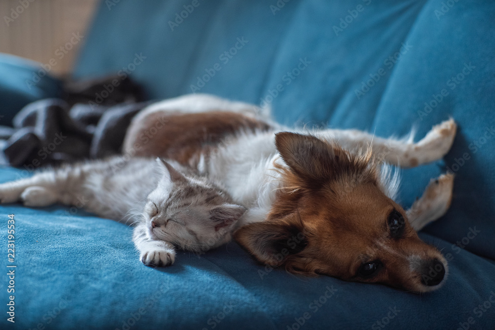 Obraz premium Cat and Dog