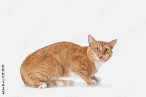 The red serious cat isolated on a white background at studio. The animals emotions concept