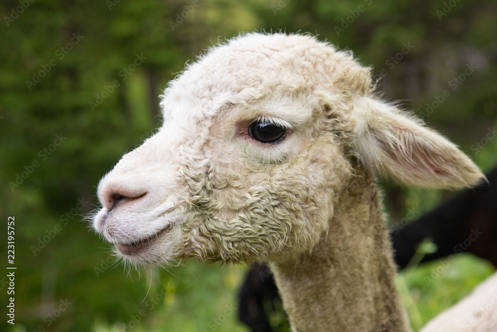 Portrait of lama white animal 