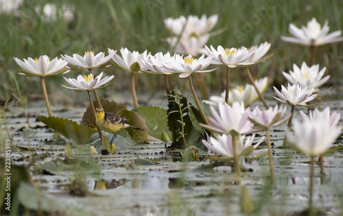 Bird with water lily in pond