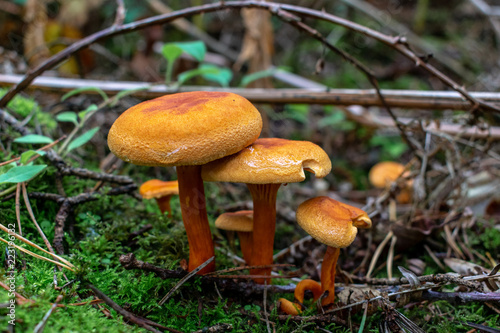 Orange mushrooms, toadstools in woodland