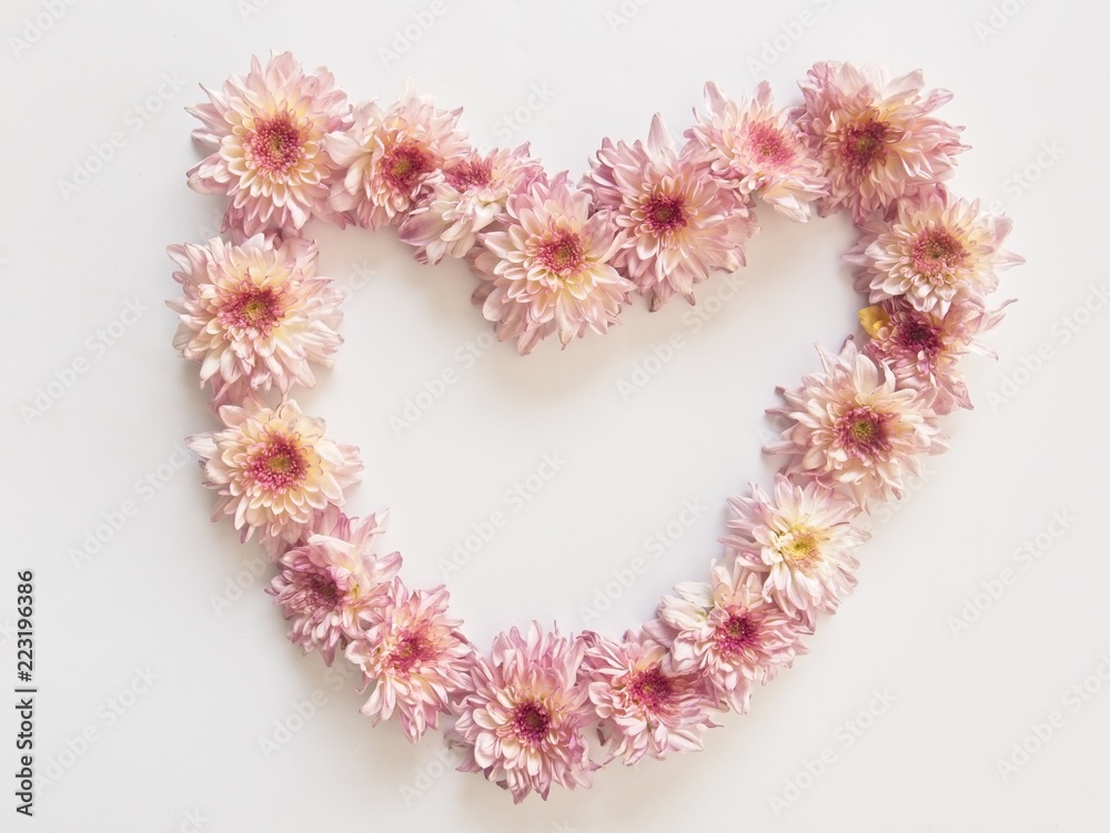 Top view of pink flowers, those are called Chrysanthemum, arranged in heart shape on white background