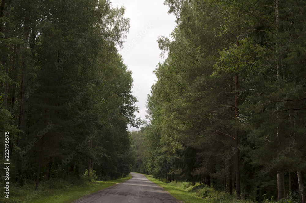 Obraz premium Road through a dense high forest