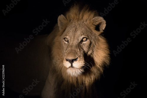 kruger national park lion