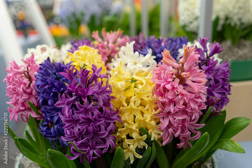 Beautiful colofrul tulip gardens at Keukenhof on a rainy day photo