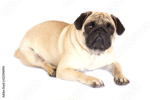 A lying pug dog looking sad. Isolated.