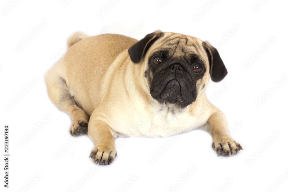 A lying pug dog looking sad. Isolated.