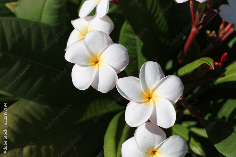 USA west cost wild flower USA west cost wild flower