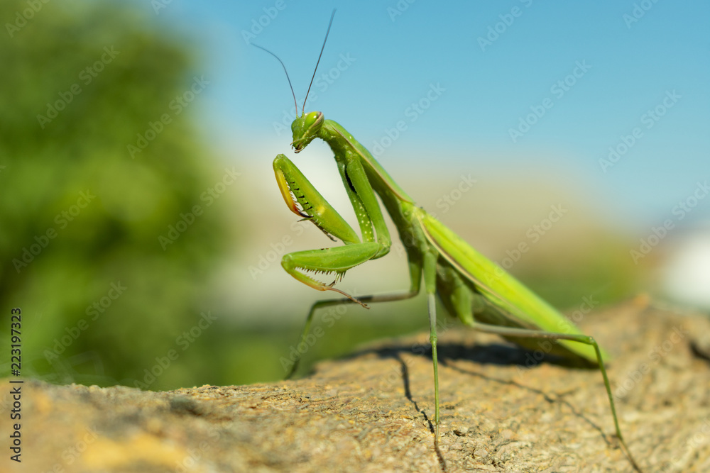 green mantis closeup on blue sky background on brown bark of tree green mantis closeup on blue sky background on brown bark of tree