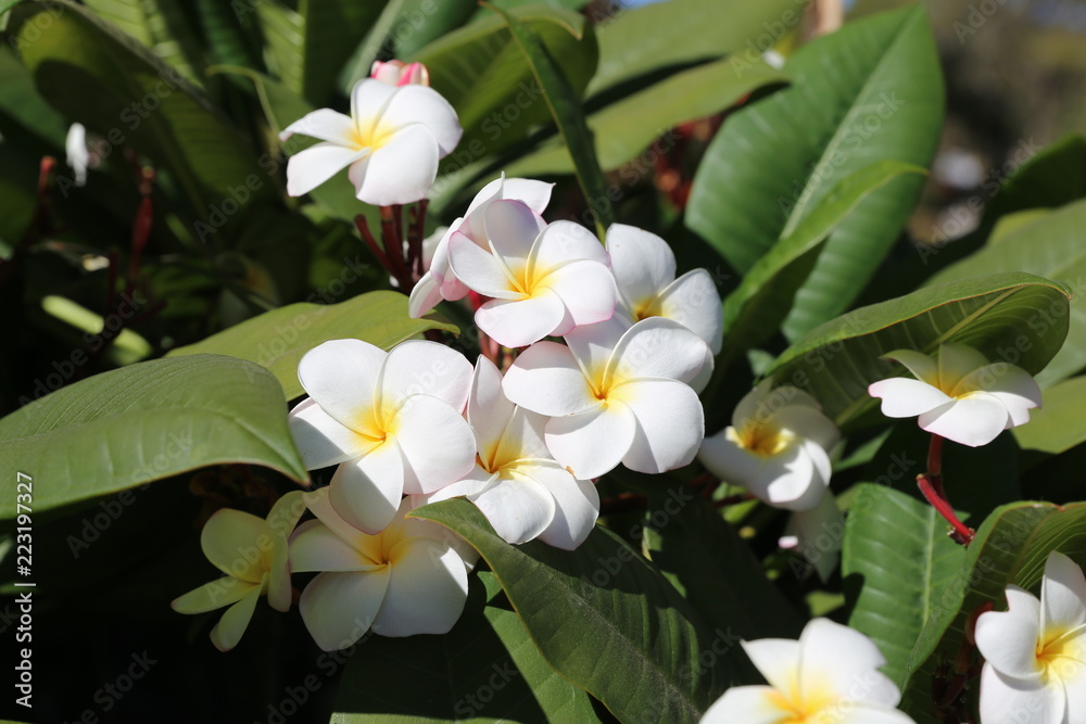 Fototapeta premium USA west cost wild flower 