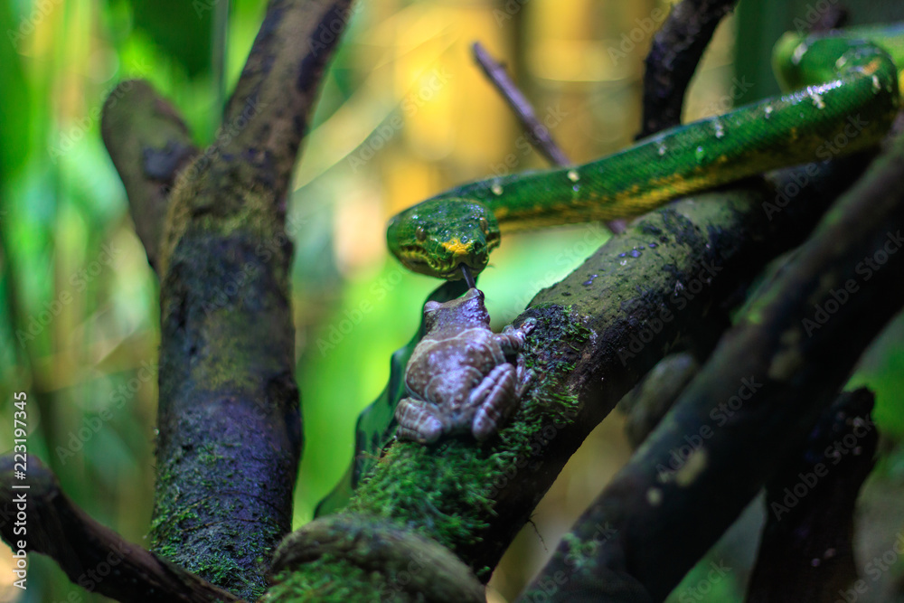 Obraz premium Snake meets frog