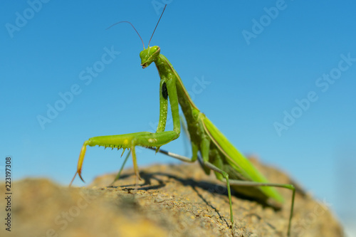 green mantis closeup on blue sky background on brown bark of tree