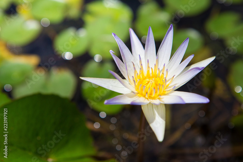 white lotus bloom