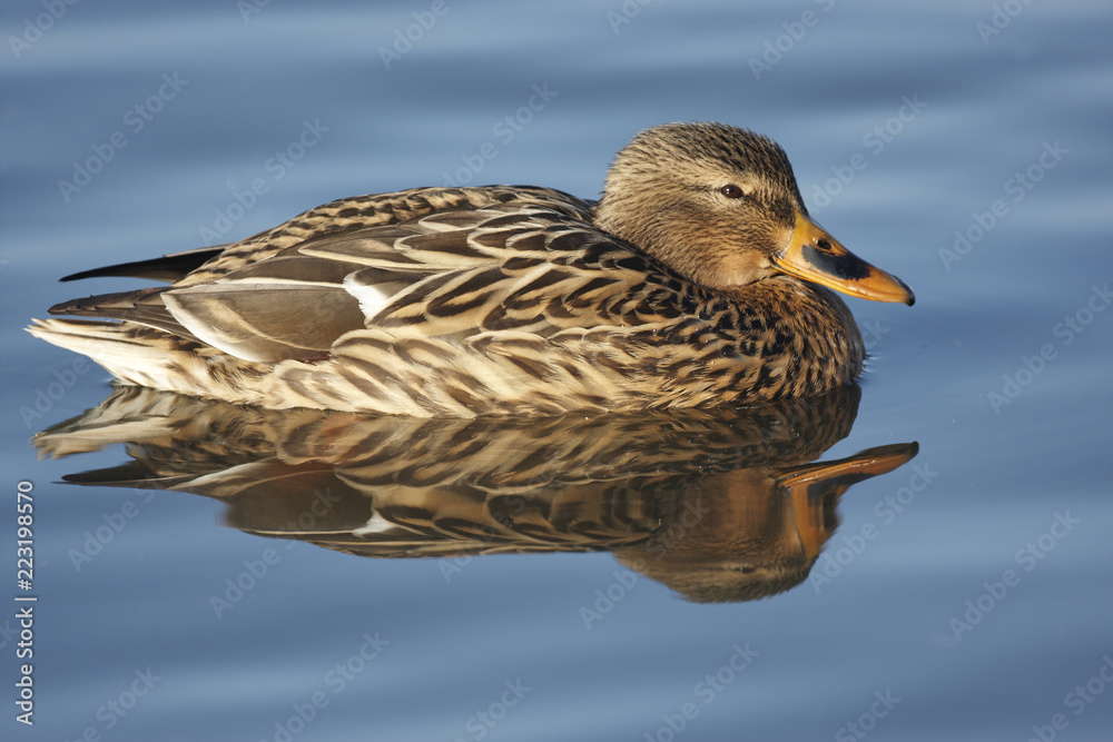 Mallard Mallard