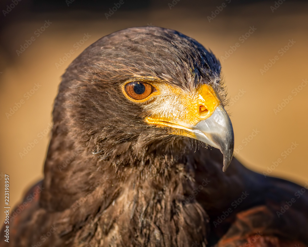 Fototapeta premium Adler