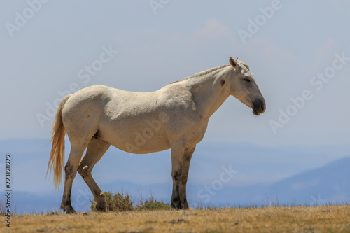 Wild Horse in the High Desert of Colorado