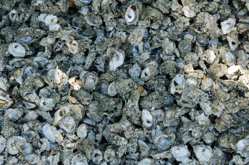 Oyster shell