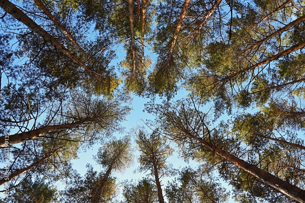 Fototapeta premium Beautiful natural forest background. Coniferous trees on a beautiful sunny day. Relaxation in nature.