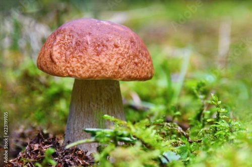 A beautiful mushroom in the woods. Natural colorful background. (Boletus edulis)