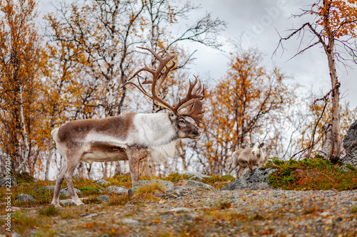 Big reindeer in the forest, Lapland, Finland