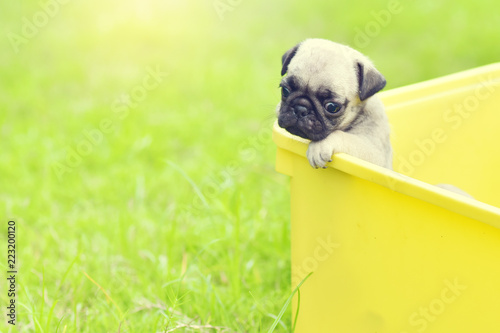 Cute puppy brown Pug feeling sad in yellow bucket © jarun011