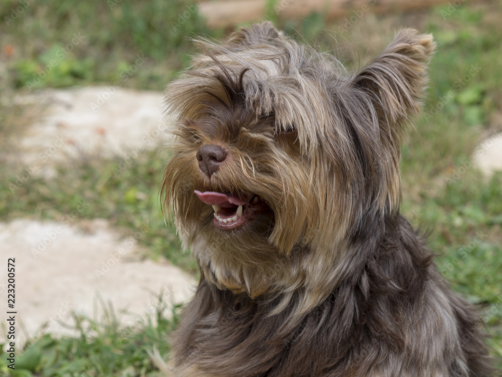 Une petite chienne Yorkshire Terrier de petite taille très vive et affectueuse dont la race devenue populaire est originaire des comtés du Yorkshire et de Lancashire en Angleterre.