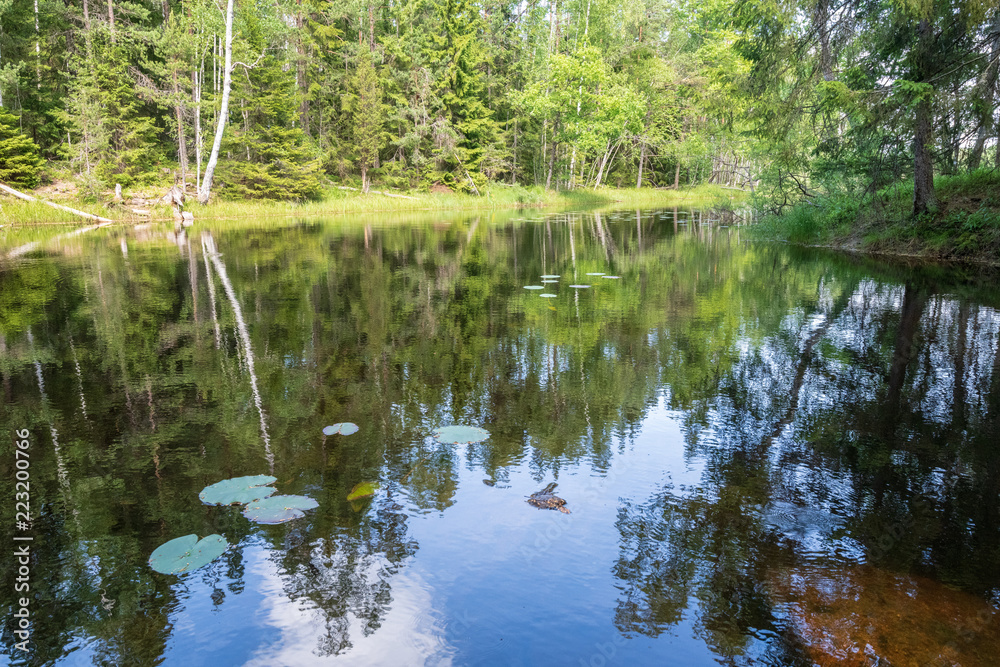 tranquil scene with lake in the forest